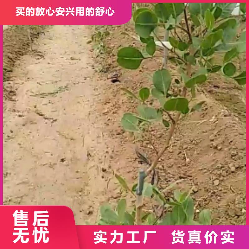 开心果_樱桃苗严选好货