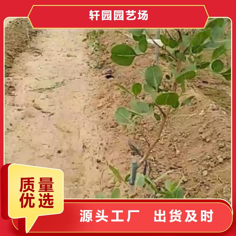 北美冬青视频-北美冬青|克拉玛依市|伊犁|乌鲁木齐