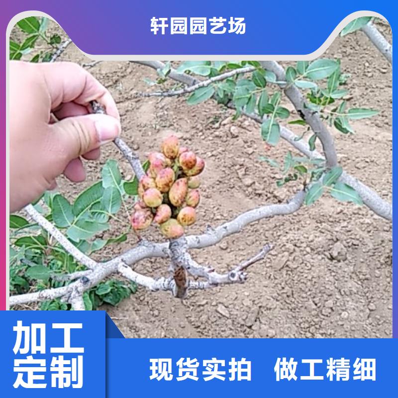 北美冬青视频-北美冬青-辽宁省阜新市清河门|彰武|盘锦|丹东|铁岭|本溪|沈阳同城货源