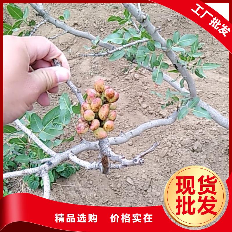 开心果梨树苗主推产品