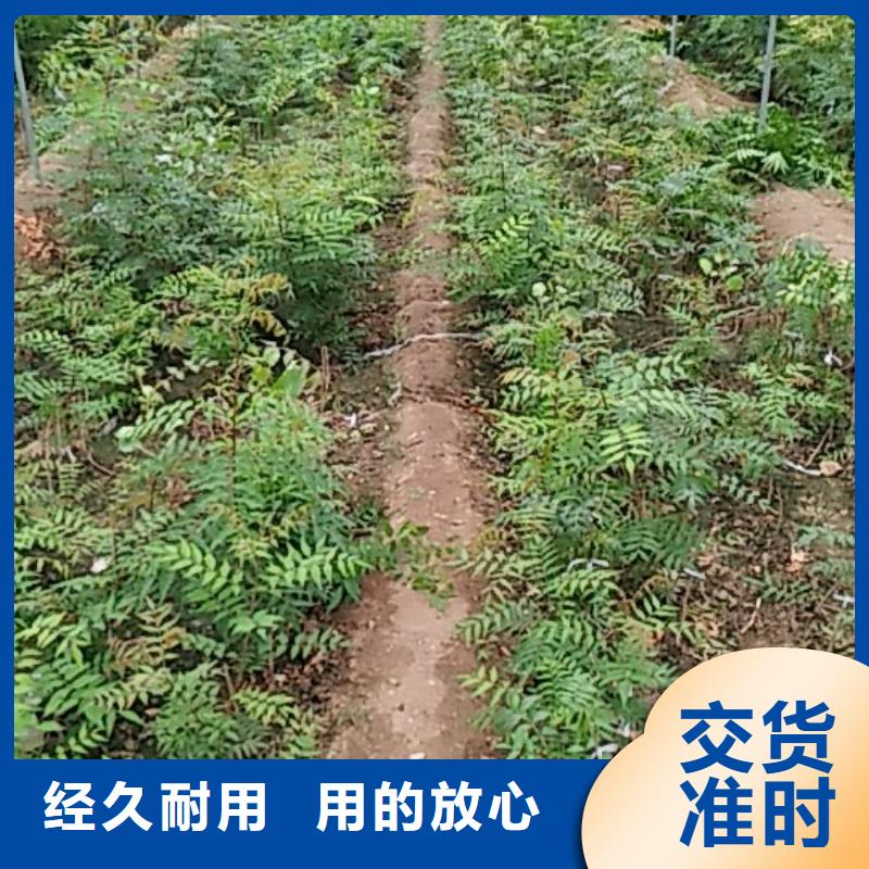 开心果梨树苗主推产品