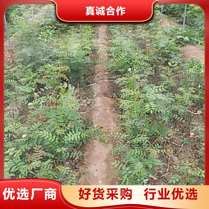 开心果_【樱桃苗】主推产品
