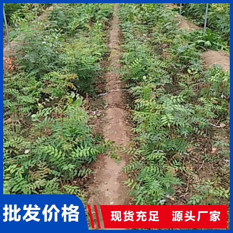 开心果梨树苗主推产品