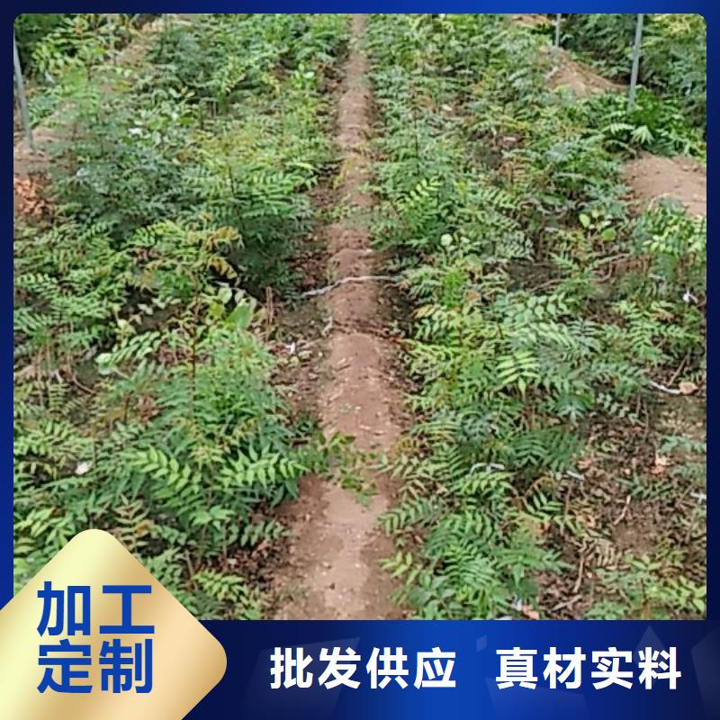 开心果_樱桃苗严选好货