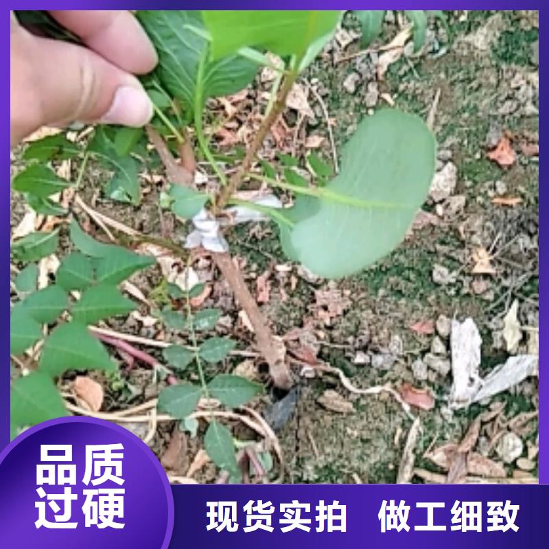 开心果_樱桃苗严选好货