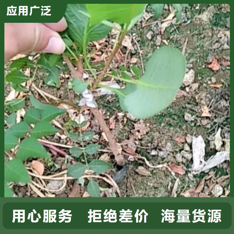 开心果_【樱桃苗】主推产品