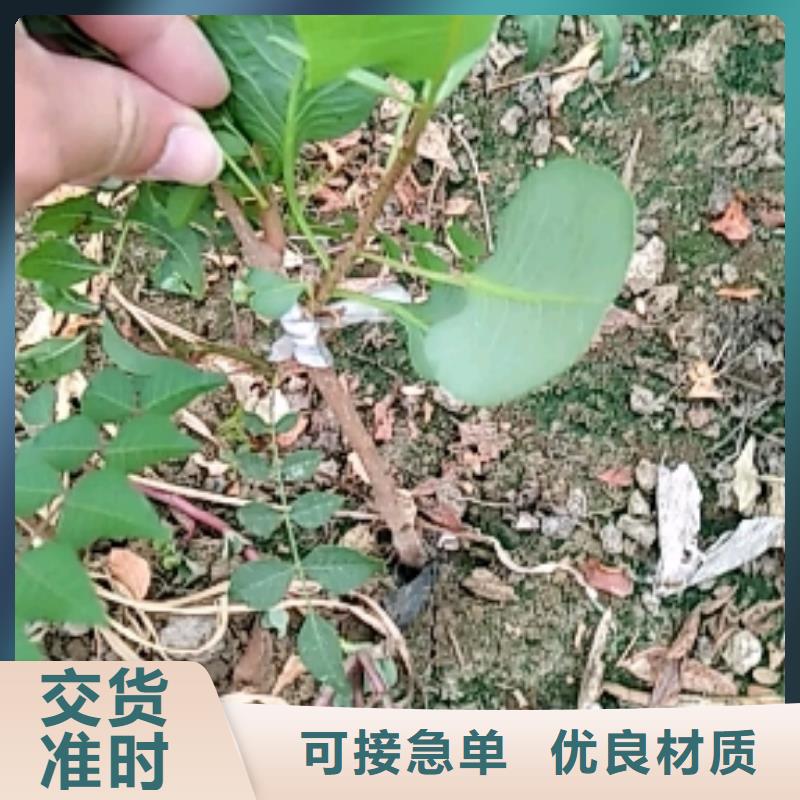 开心果梨树苗主推产品
