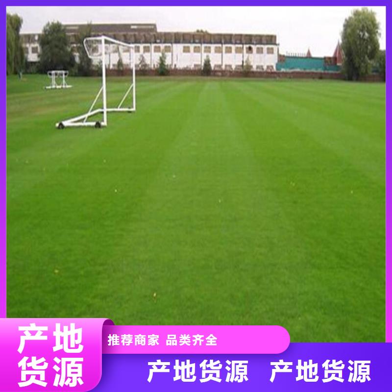 武城县球场人造草坪