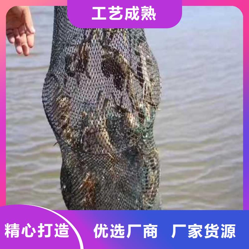 网上订购大闸蟹-视频-阆中|营山|攀枝花|雅安|绵阳|巴中|宜宾网上订购大闸蟹支持加工定制-阳澄湖镇岛顾记大闸蟹经营部(南充市分公司)