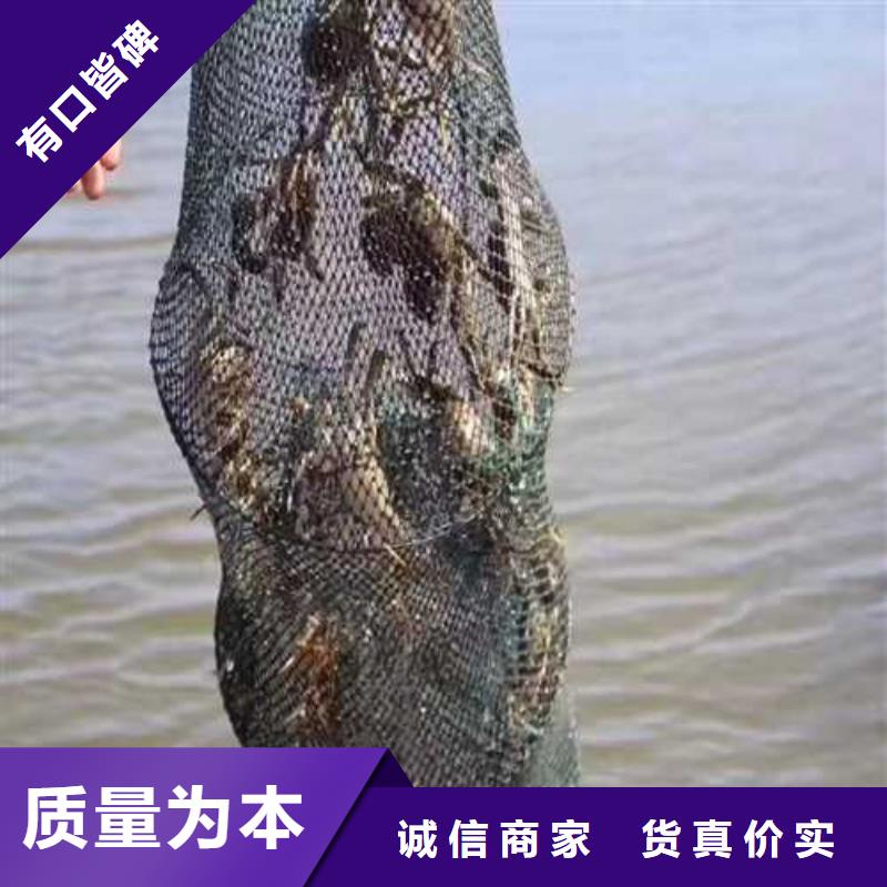 网上订购大闸蟹-视频-网上订购大闸蟹-阳澄湖镇岛顾记大闸蟹经营部(亳州市分公司)服务区域谯城|利辛|阜阳|宣城|池州|六安