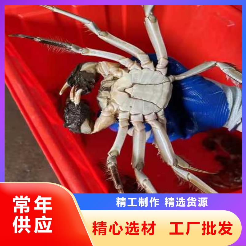 网上订购大闸蟹-视频-网上订购大闸蟹-阳澄湖镇岛顾记大闸蟹经营部(亳州市分公司)服务区域谯城|利辛|阜阳|宣城|池州|六安