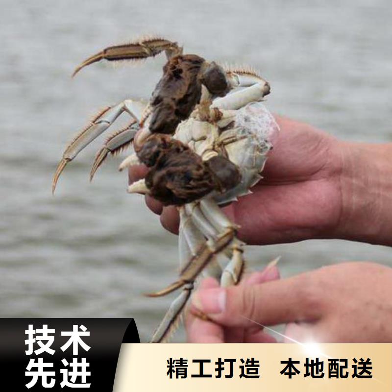网上订购大闸蟹-视频-网上订购大闸蟹-辽宁省丹东市该地制造商-振安|凤城|沈阳|抚顺|铁岭|大连|鞍山|葫芦岛
