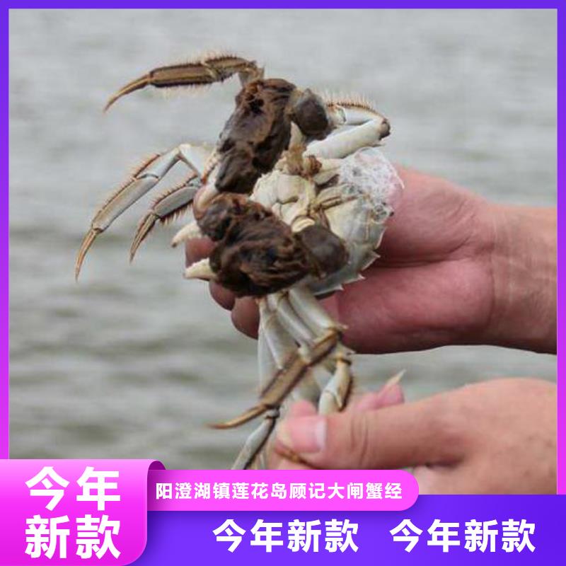 去阳澄湖蟹哪家正宗在苏州阳澄湖