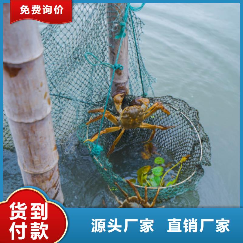 网上订购大闸蟹-视频-网上订购大闸蟹-湖北省武汉市同城生产厂家-洪山|东西湖|荆门|咸宁|恩施|孝感|黄石|十堰
