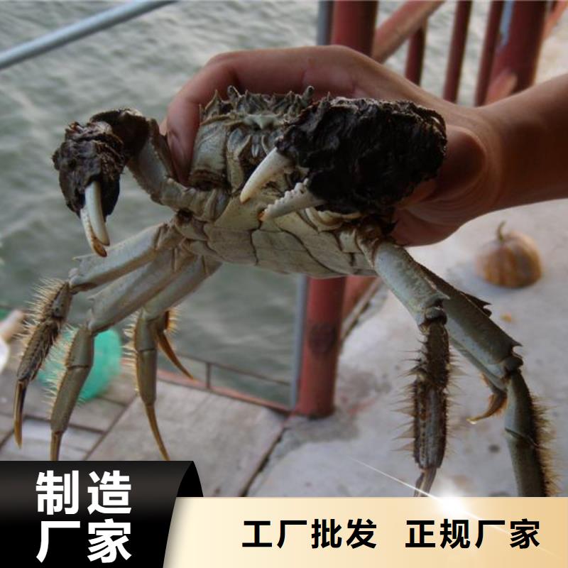 去阳澄湖蟹哪家正宗在苏州阳澄湖
