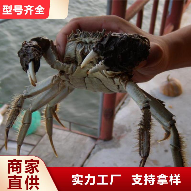 去阳澄湖大闸蟹哪家正宗在苏州莲花岛