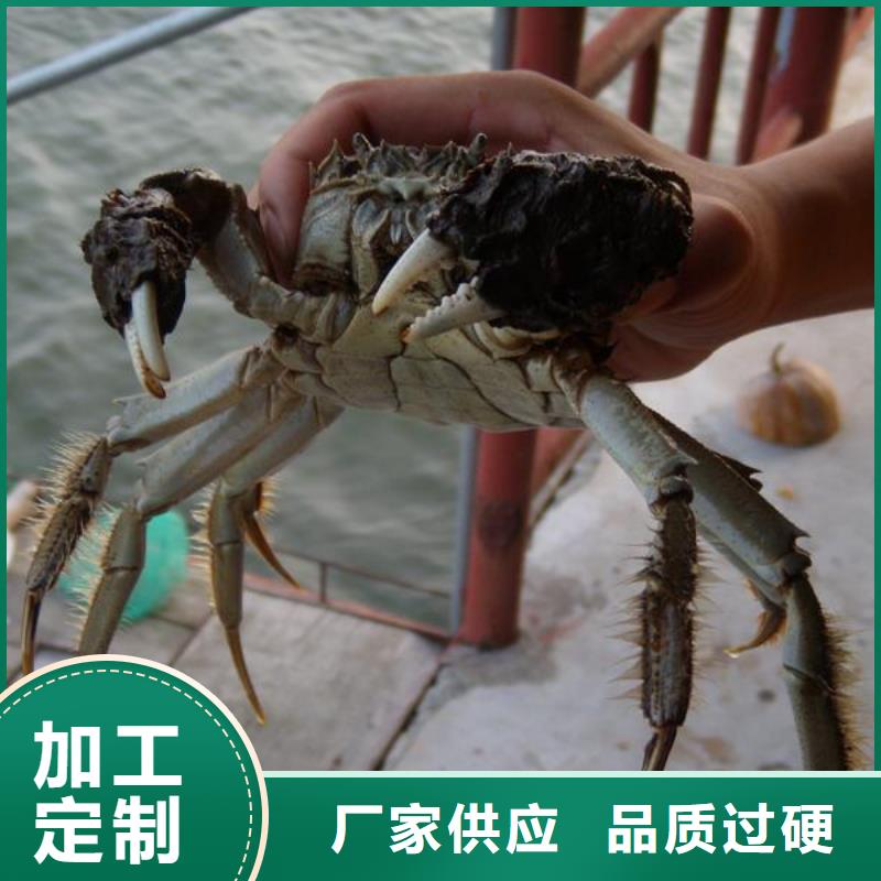 定制大闸蟹的当地厂家