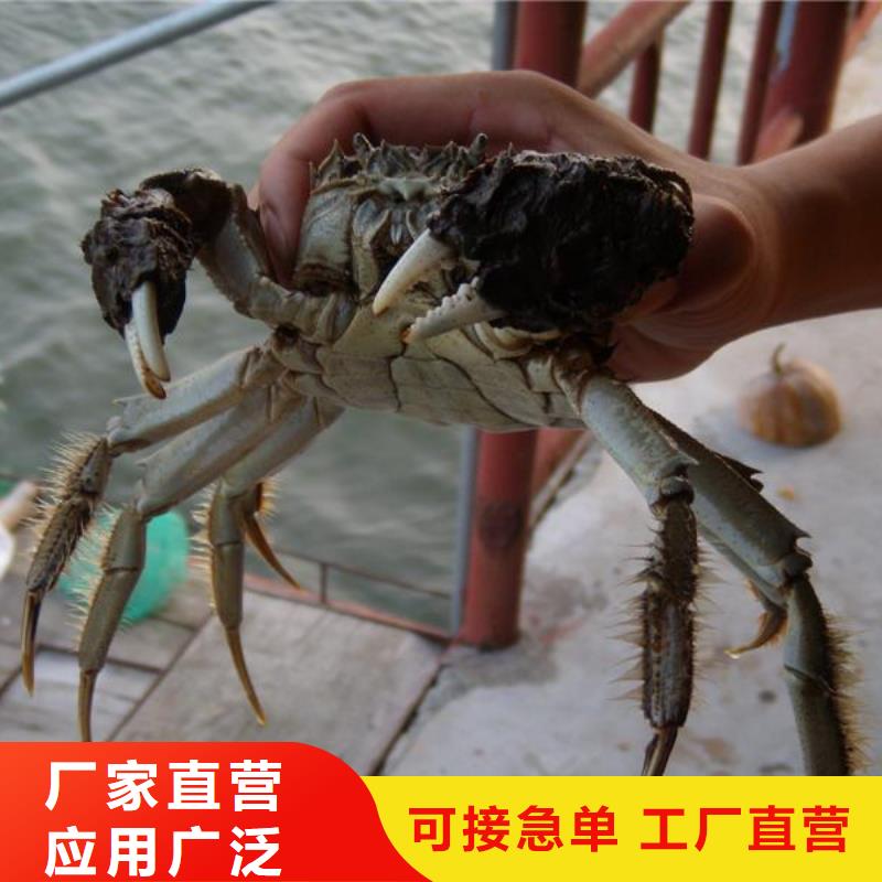 阳澄湖买蟹哪家好吃苏州这里好
