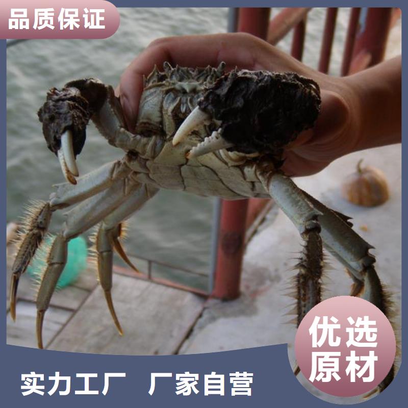 阳澄湖买大闸蟹哪家好苏州这里好