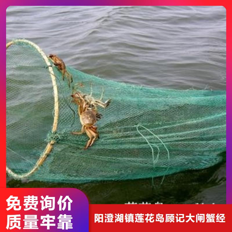 阳澄湖买大闸蟹哪家好苏州这里好