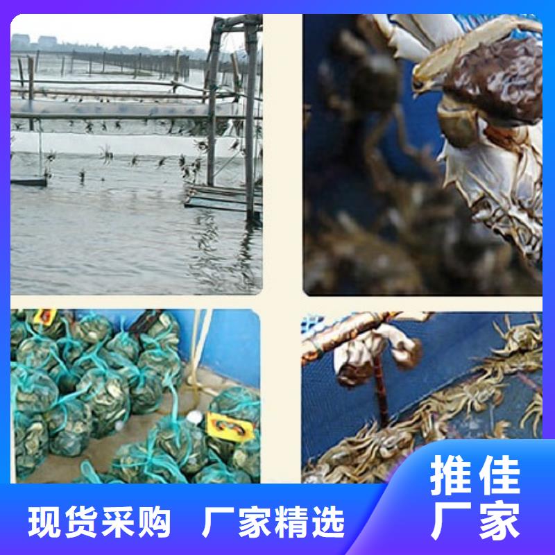 阳澄湖买大闸蟹哪家好苏州这里好