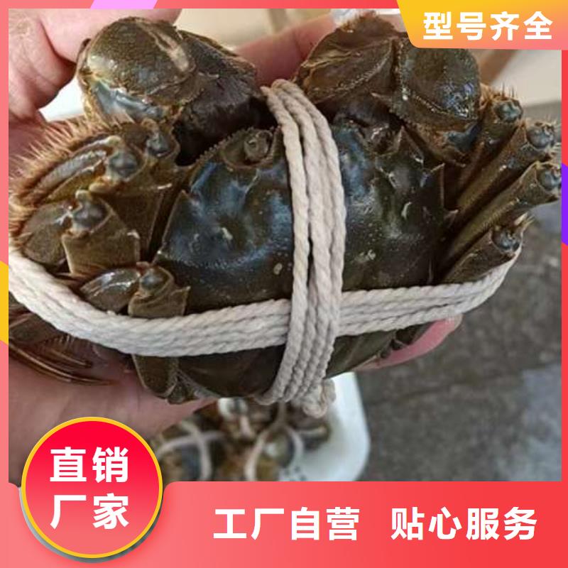 网上订购大闸蟹-视频-甘肃省临夏市顾记网上订购大闸蟹可服务区域康乐|永靖|天水|酒泉|定西|金昌等