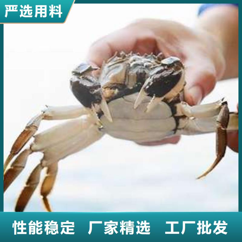 网上订购大闸蟹-视频-四川省遂宁市|射洪|大英|雅安|南充|宜宾|广元|泸州网上订购大闸蟹-顾记