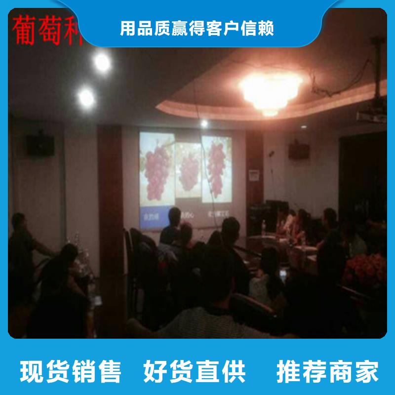 梨树苗-视频-云南省红河市|泸西|元阳|普洱|西双版纳|曲靖|大理|临沧梨树苗-广祥