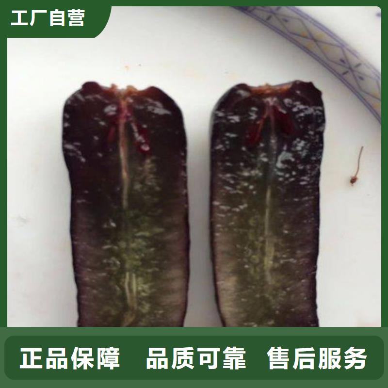梨树苗视频-武平|连城|厦门|福州|莆田|南平|泉州|宁德广祥梨树苗_ 广祥农业科技(龙岩市分公司)