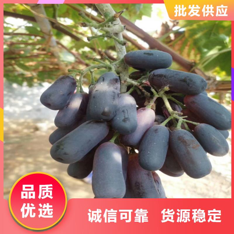 梨树苗-视频-云南省红河市|泸西|元阳|普洱|西双版纳|曲靖|大理|临沧梨树苗-广祥