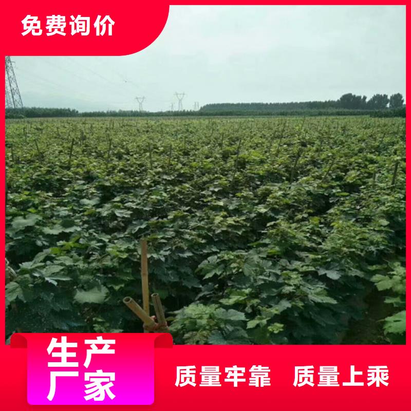 梨树苗-视频-云南省红河市|泸西|元阳|普洱|西双版纳|曲靖|大理|临沧梨树苗-广祥
