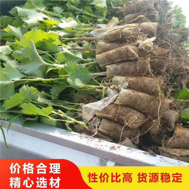 梨树苗-视频-云南省红河市|泸西|元阳|普洱|西双版纳|曲靖|大理|临沧梨树苗-广祥