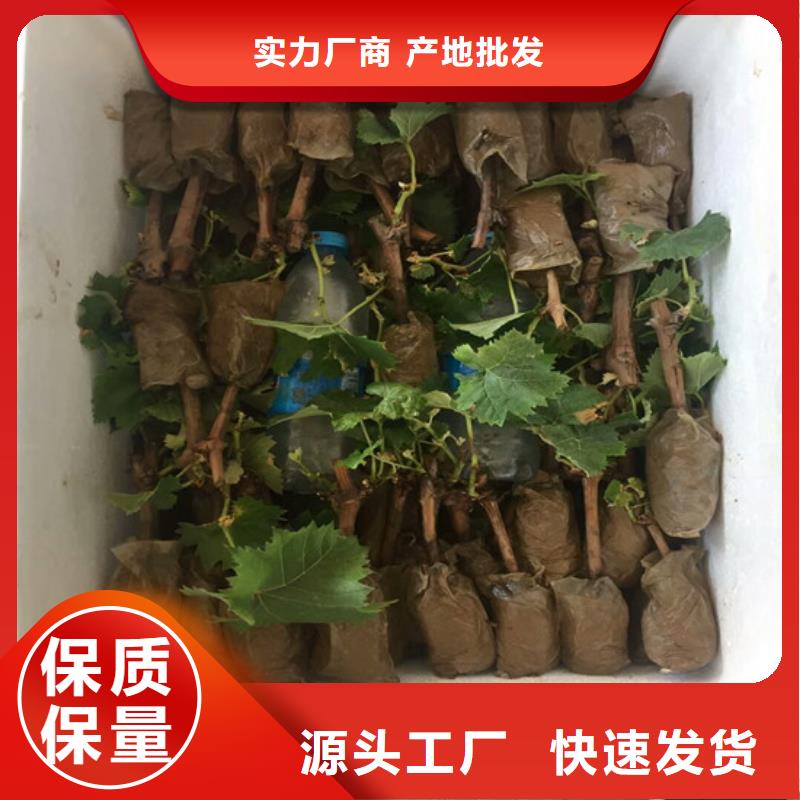 梨树苗视频-武平|连城|厦门|福州|莆田|南平|泉州|宁德广祥梨树苗_ 广祥农业科技(龙岩市分公司)