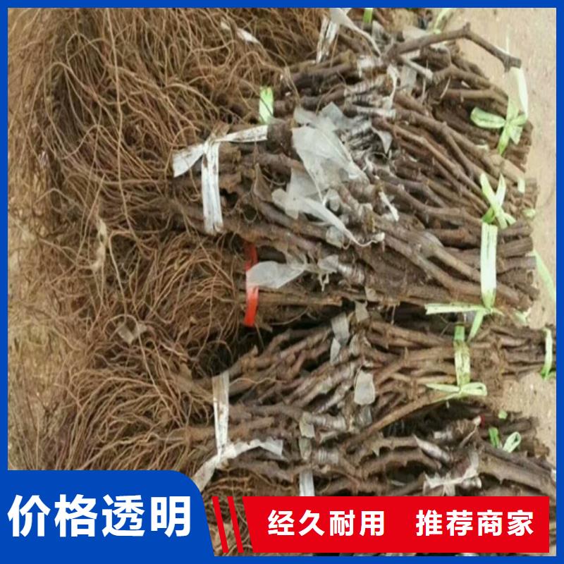 梨树苗-视频-云南省红河市|泸西|元阳|普洱|西双版纳|曲靖|大理|临沧梨树苗-广祥