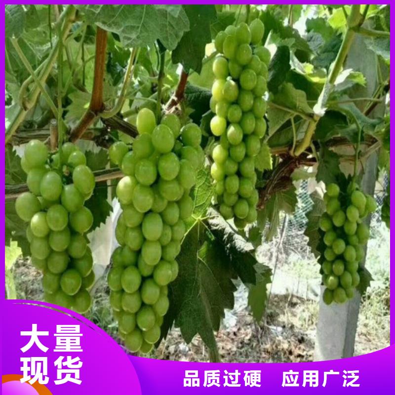 梨树苗-视频-云南省红河市|泸西|元阳|普洱|西双版纳|曲靖|大理|临沧梨树苗-广祥
