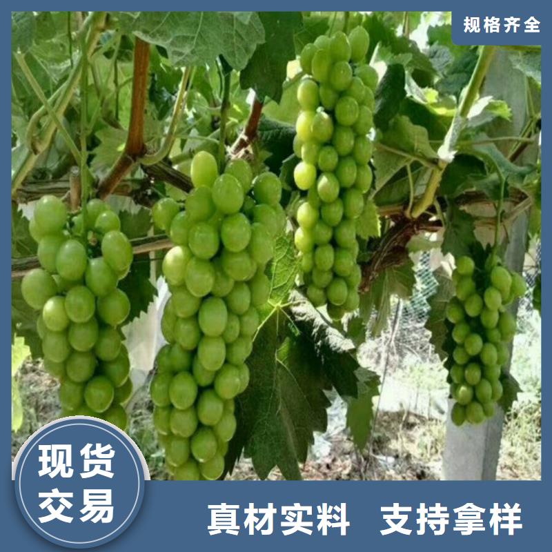 梨树苗视频-武平|连城|厦门|福州|莆田|南平|泉州|宁德广祥梨树苗_ 广祥农业科技(龙岩市分公司)