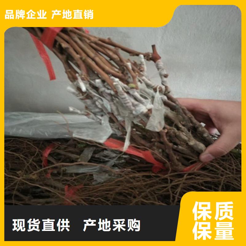 梨树苗-视频-云南省红河市|泸西|元阳|普洱|西双版纳|曲靖|大理|临沧梨树苗-广祥