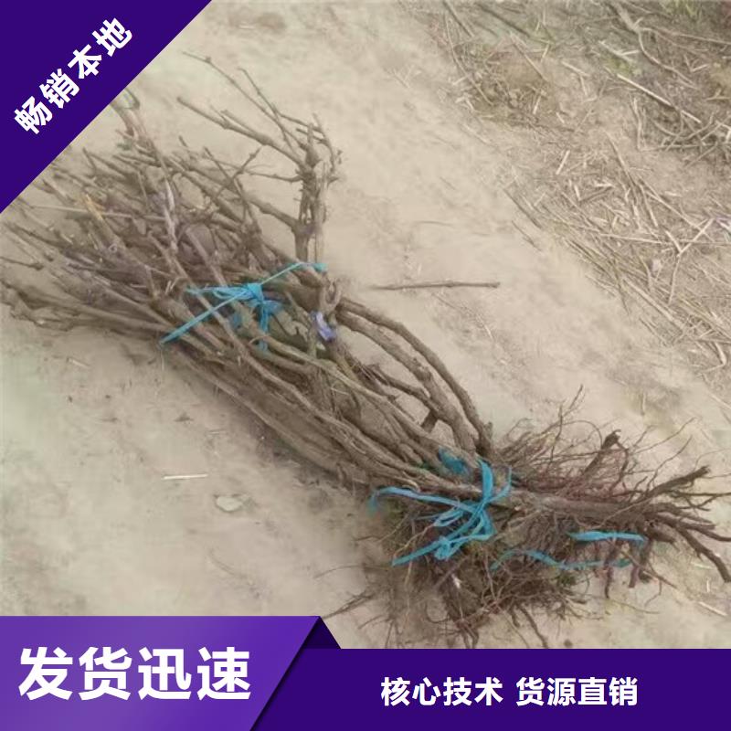酿酒品种葡萄苗哪里有批发的