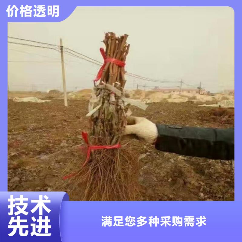 梨树苗-视频-云南省红河市|泸西|元阳|普洱|西双版纳|曲靖|大理|临沧梨树苗-广祥