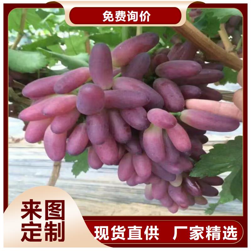 梨树苗视频-武平|连城|厦门|福州|莆田|南平|泉州|宁德广祥梨树苗_ 广祥农业科技(龙岩市分公司)
