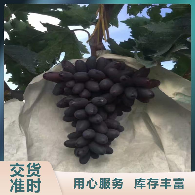 梨树苗-视频-云南省红河市|泸西|元阳|普洱|西双版纳|曲靖|大理|临沧梨树苗-广祥