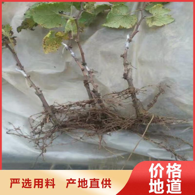 酿酒品种葡萄苗哪里有批发的