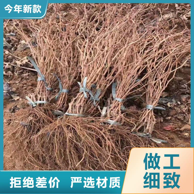 梨树苗视频-武平|连城|厦门|福州|莆田|南平|泉州|宁德广祥梨树苗_ 广祥农业科技(龙岩市分公司)