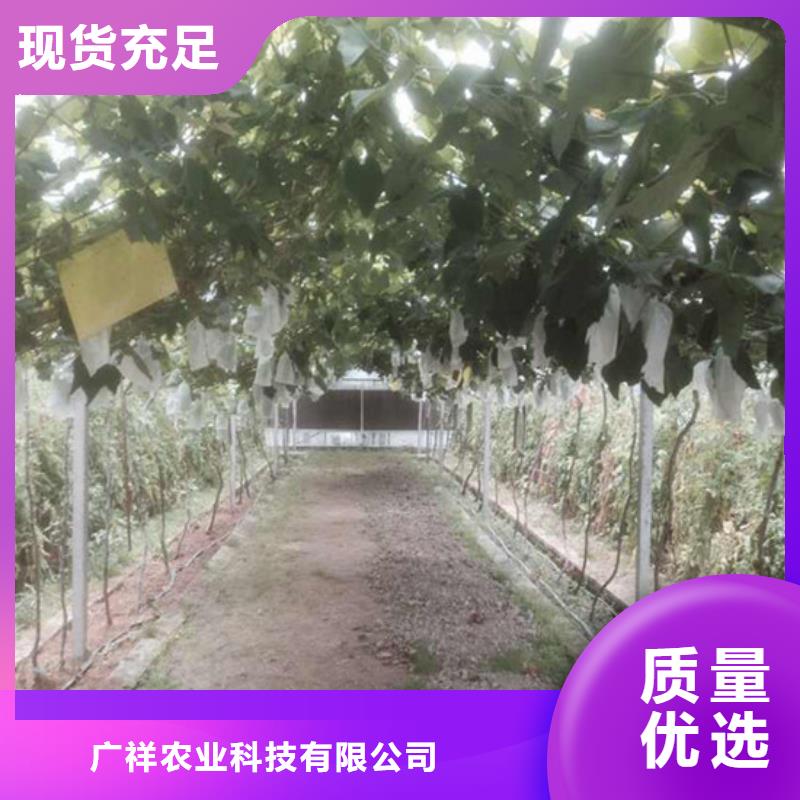 梨树苗视频-武平|连城|厦门|福州|莆田|南平|泉州|宁德广祥梨树苗_ 广祥农业科技(龙岩市分公司)