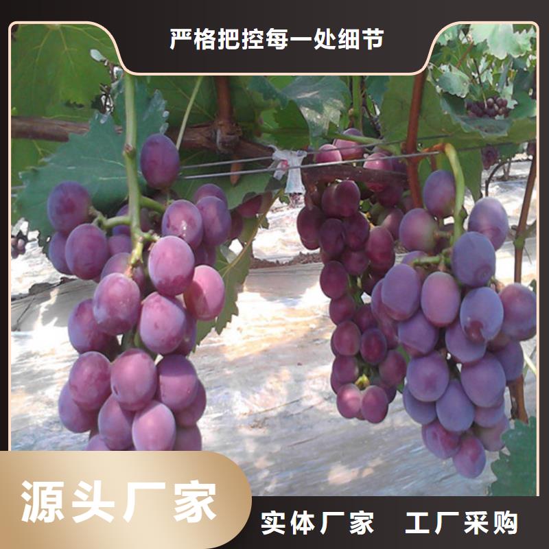 梨树苗-视频-云南省红河市|泸西|元阳|普洱|西双版纳|曲靖|大理|临沧梨树苗-广祥