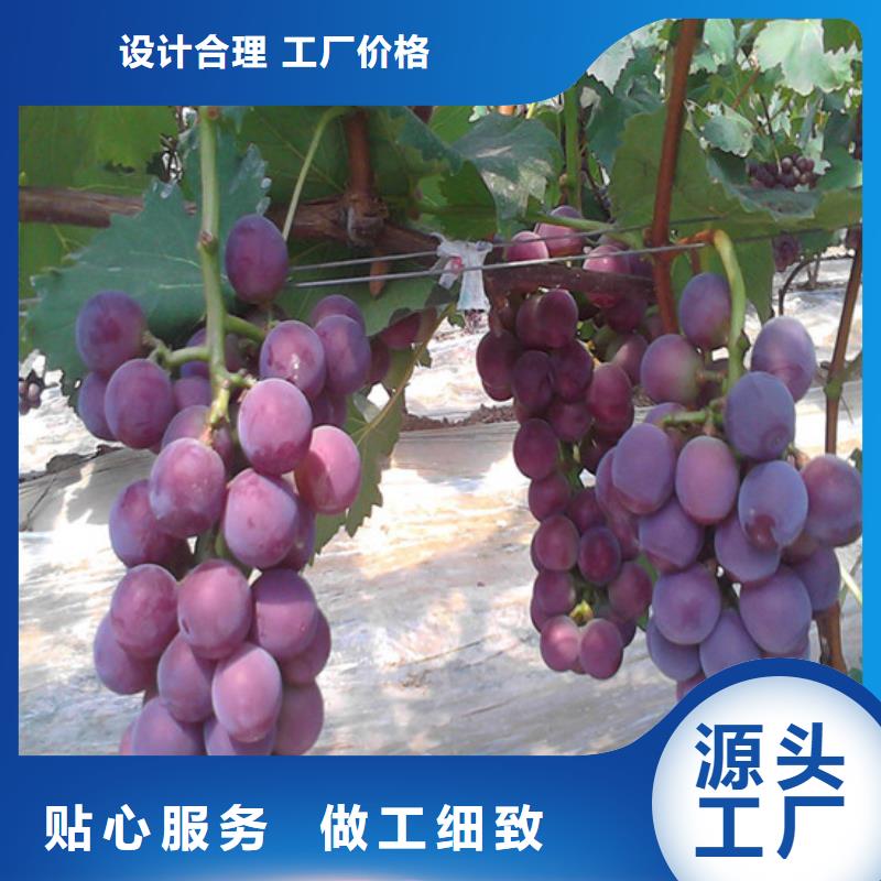 酿酒品种葡萄苗哪里有批发的