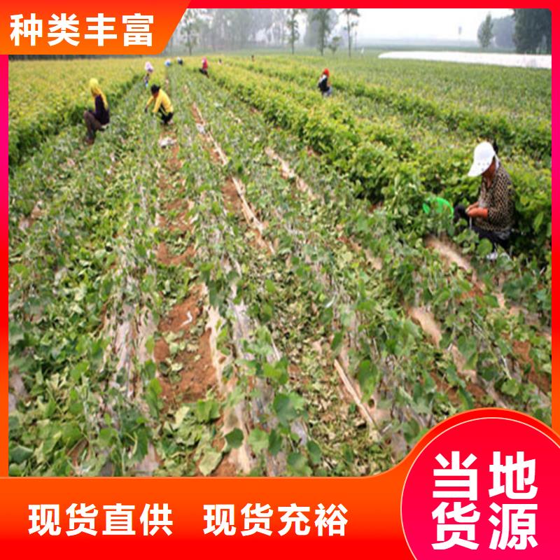 梨树苗-视频-云南省红河市|泸西|元阳|普洱|西双版纳|曲靖|大理|临沧梨树苗-广祥