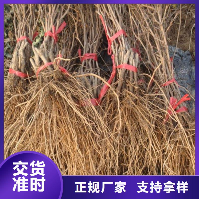 梨树苗-视频-云南省红河市|泸西|元阳|普洱|西双版纳|曲靖|大理|临沧梨树苗-广祥