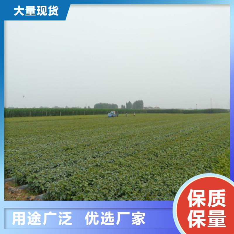 酿酒品种葡萄苗哪里有批发的