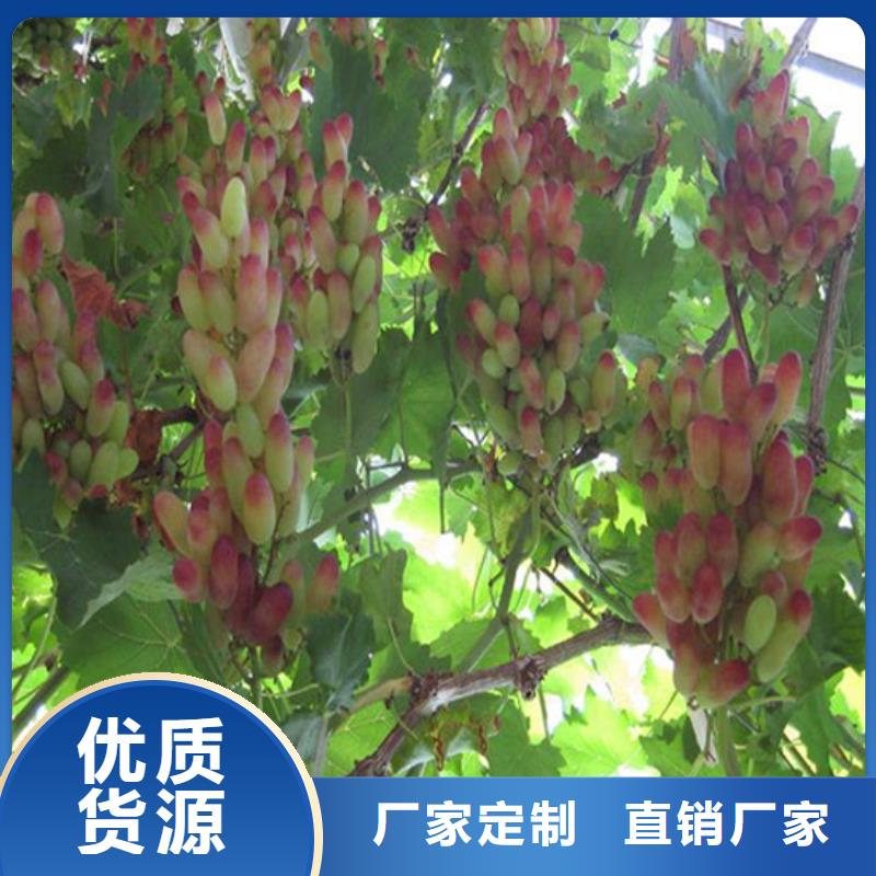梨树苗视频-武平|连城|厦门|福州|莆田|南平|泉州|宁德广祥梨树苗_ 广祥农业科技(龙岩市分公司)
